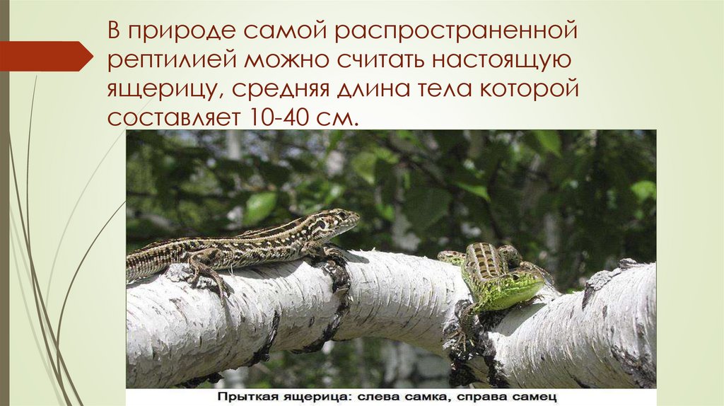 В природе самой распространенной рептилией можно считать настоящую ящерицу, средняя длина тела которой составляет 10-40 см.