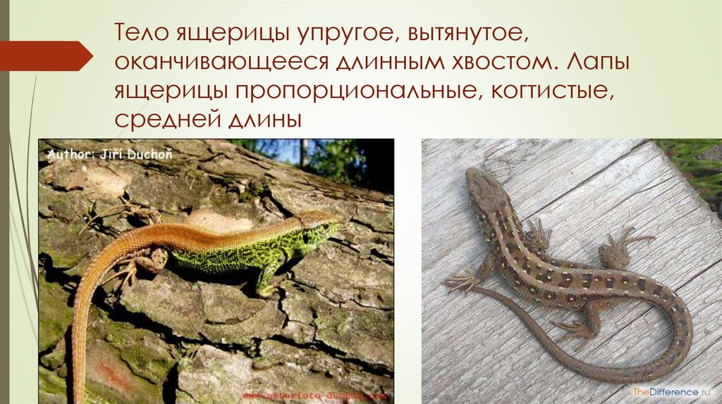 Тело ящерицы упругое, вытянутое, оканчивающееся длинным хвостом. Лапы ящерицы пропорциональные, когтистые, средней длины