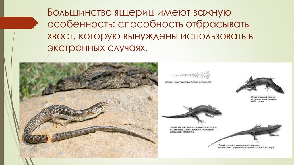 Большинство ящериц имеют важную особенность: способность отбрасывать хвост, которую вынуждены использовать в экстренных
