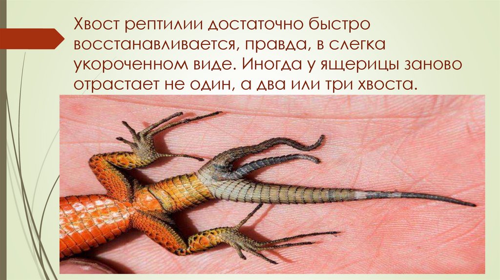 Хвост рептилии достаточно быстро восстанавливается, правда, в слегка укороченном виде. Иногда у ящерицы заново отрастает не