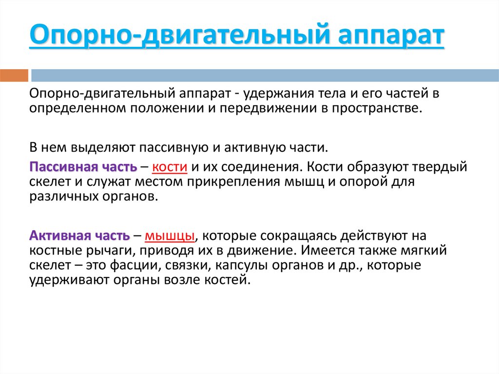 Опорно-двигательный аппарат