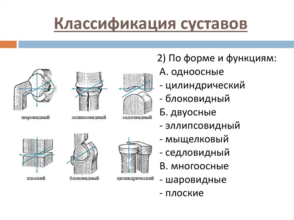 Классификация суставов