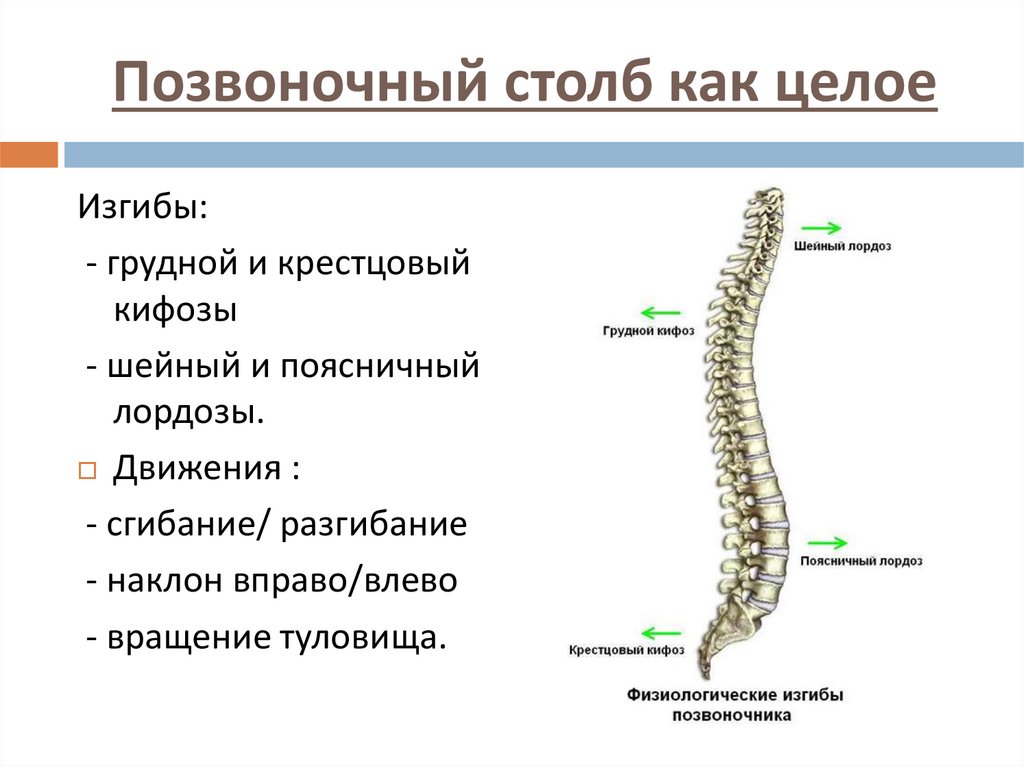 Позвоночный столб как целое