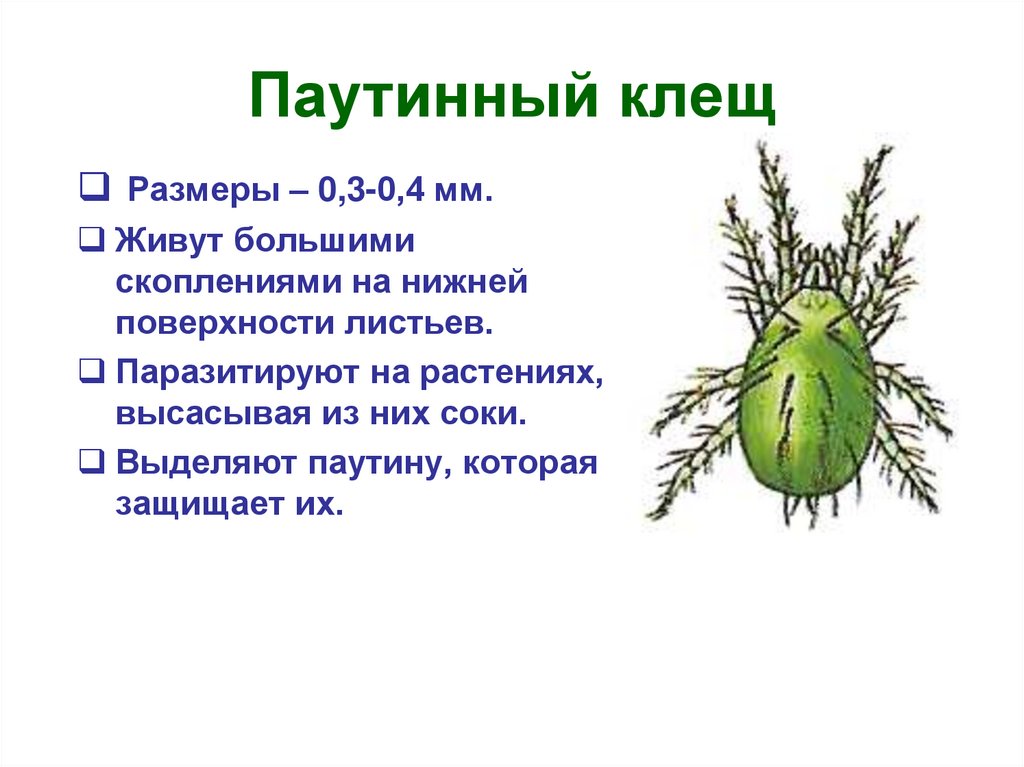 Паутинный клещ