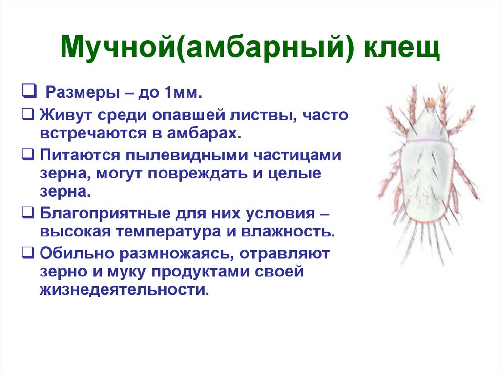 Мучной(амбарный) клещ