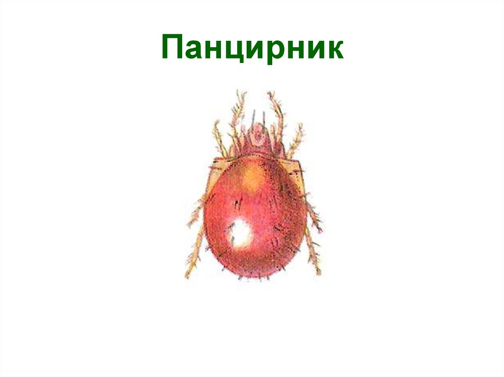 Панцирник