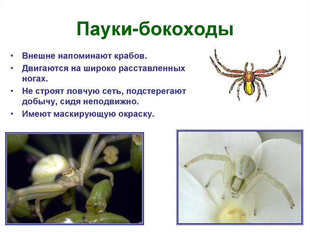 Пауки-бокоходы