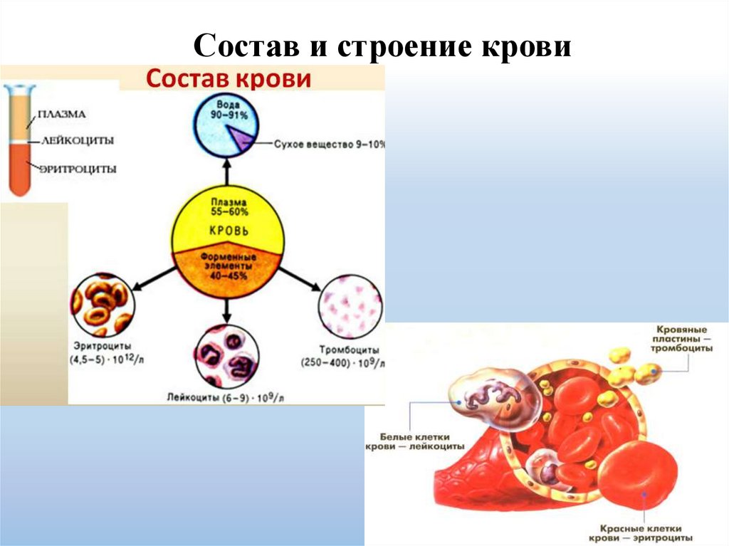 Состав и строение крови