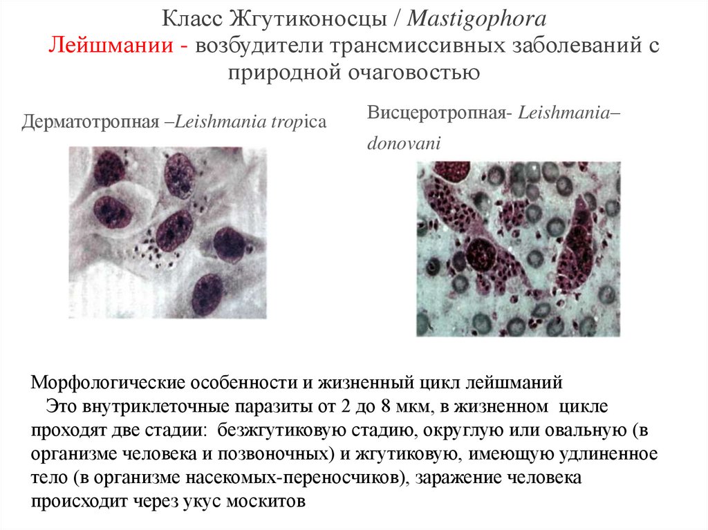 Класс Жгутиконосцы / Mastigophora Лейшмании - возбудители трансмиссивных заболеваний с природной очаговостью