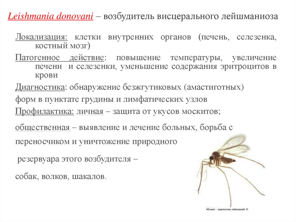 Leishmania donovani – возбудитель висцерального лейшманиоза