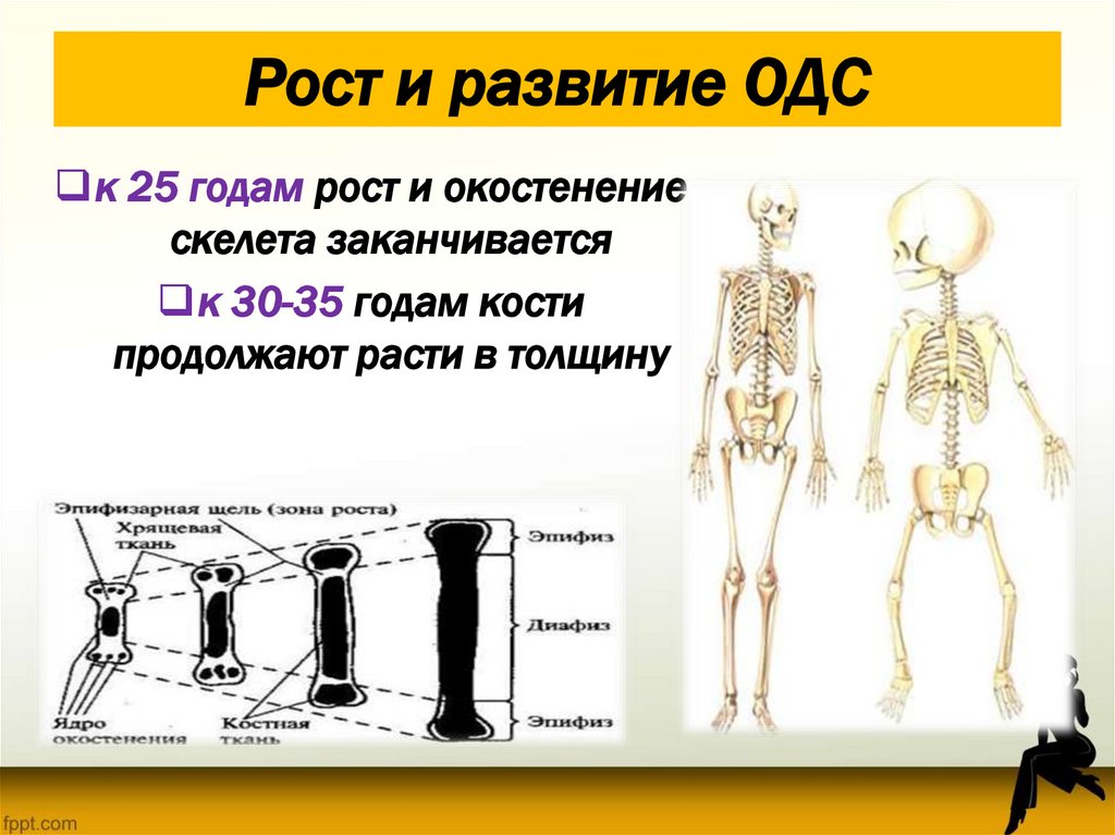 Рост и развитие ОДС