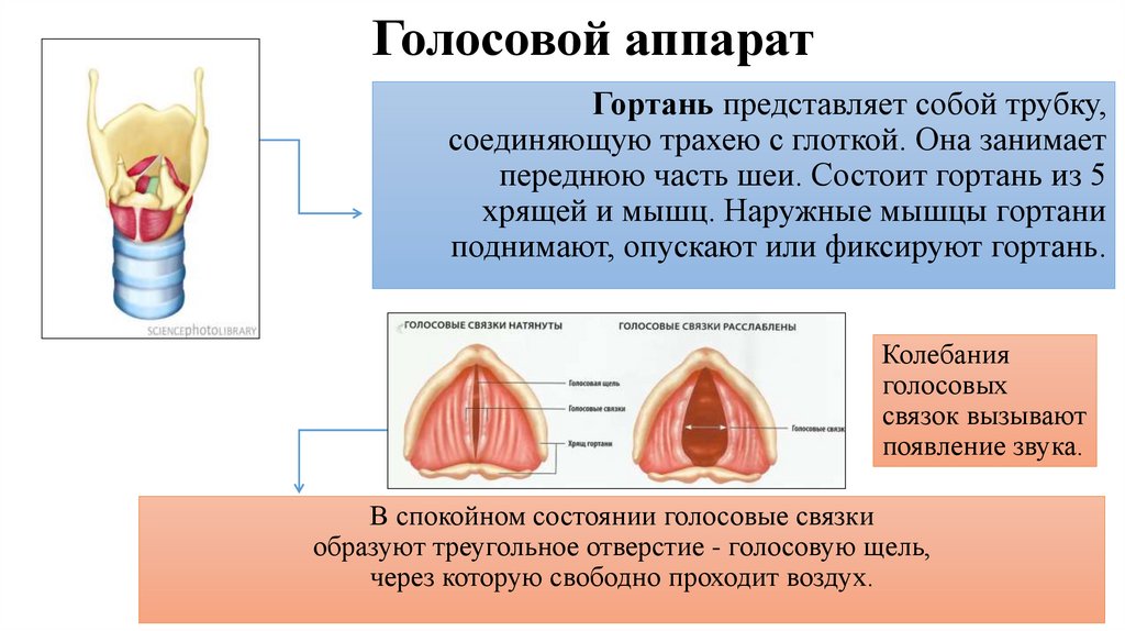 Голосовой аппарат