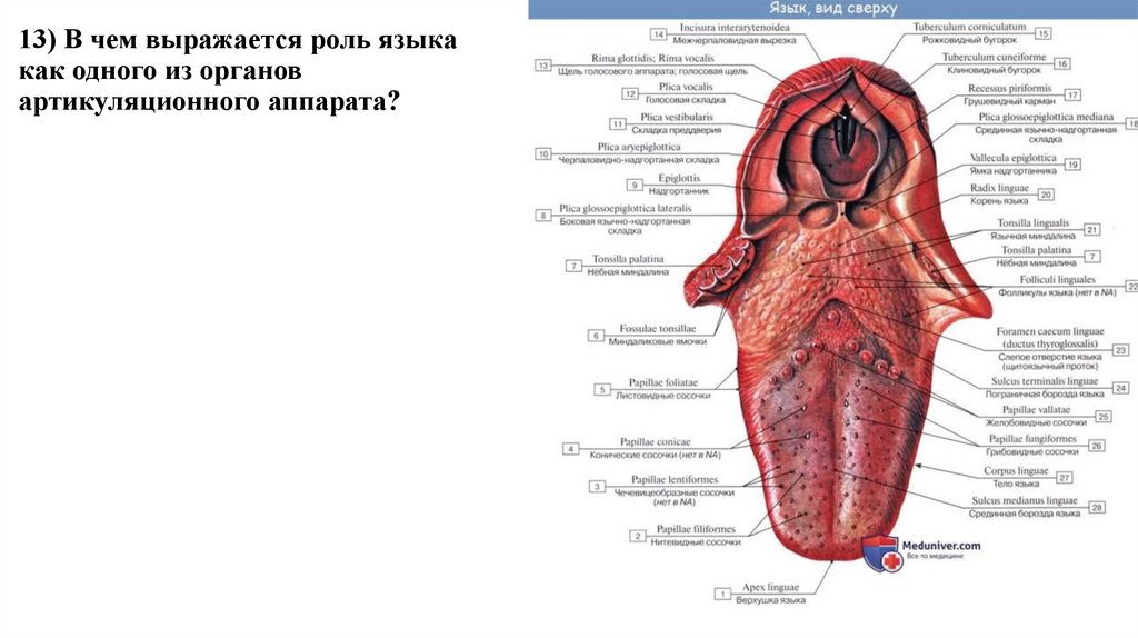 13) В чем выражается роль языка как одного из органов артикуляционного аппарата?