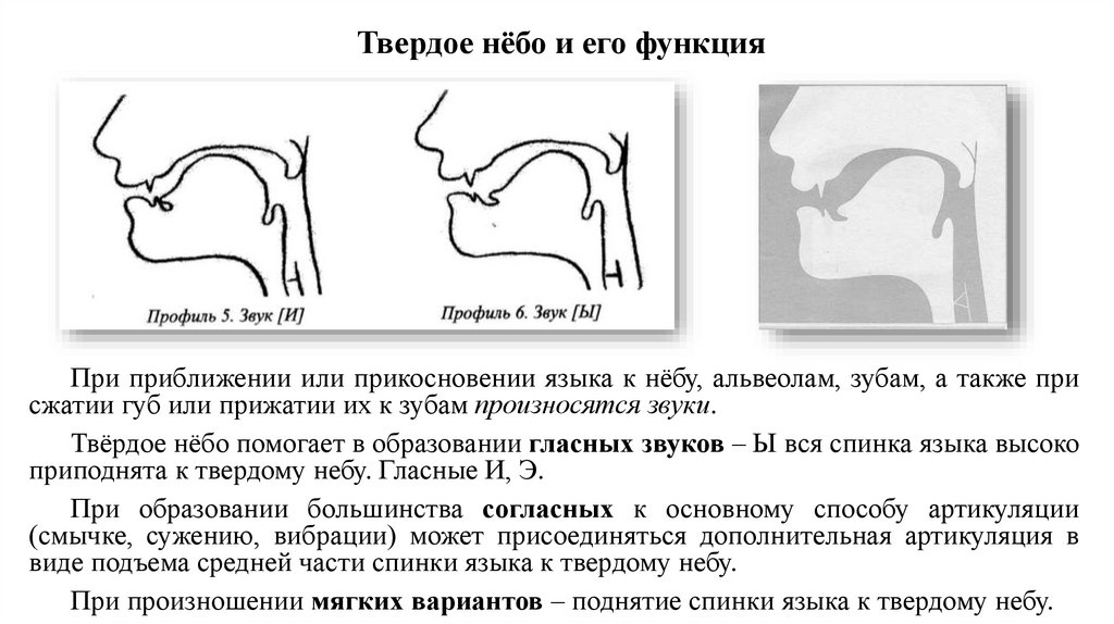 Твердое нёбо и его функция