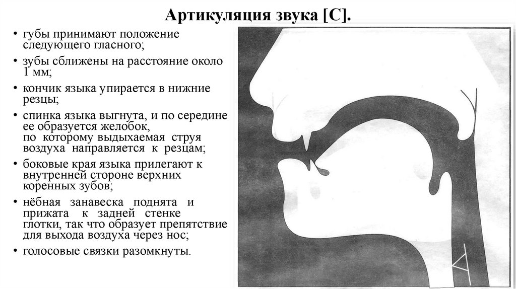 Артикуляция звука [С].