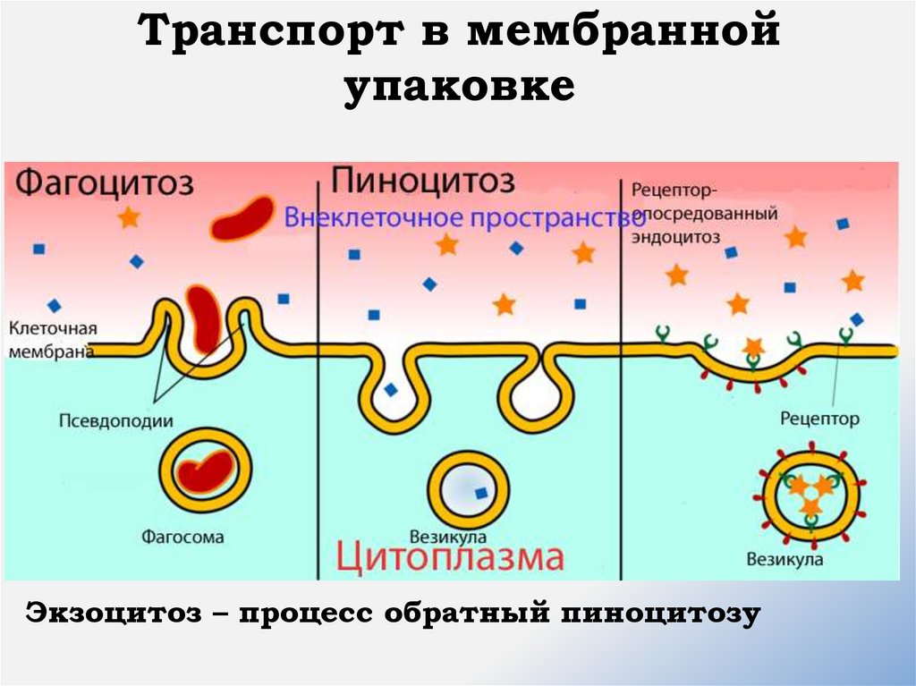 Транспорт в мембранной упаковке