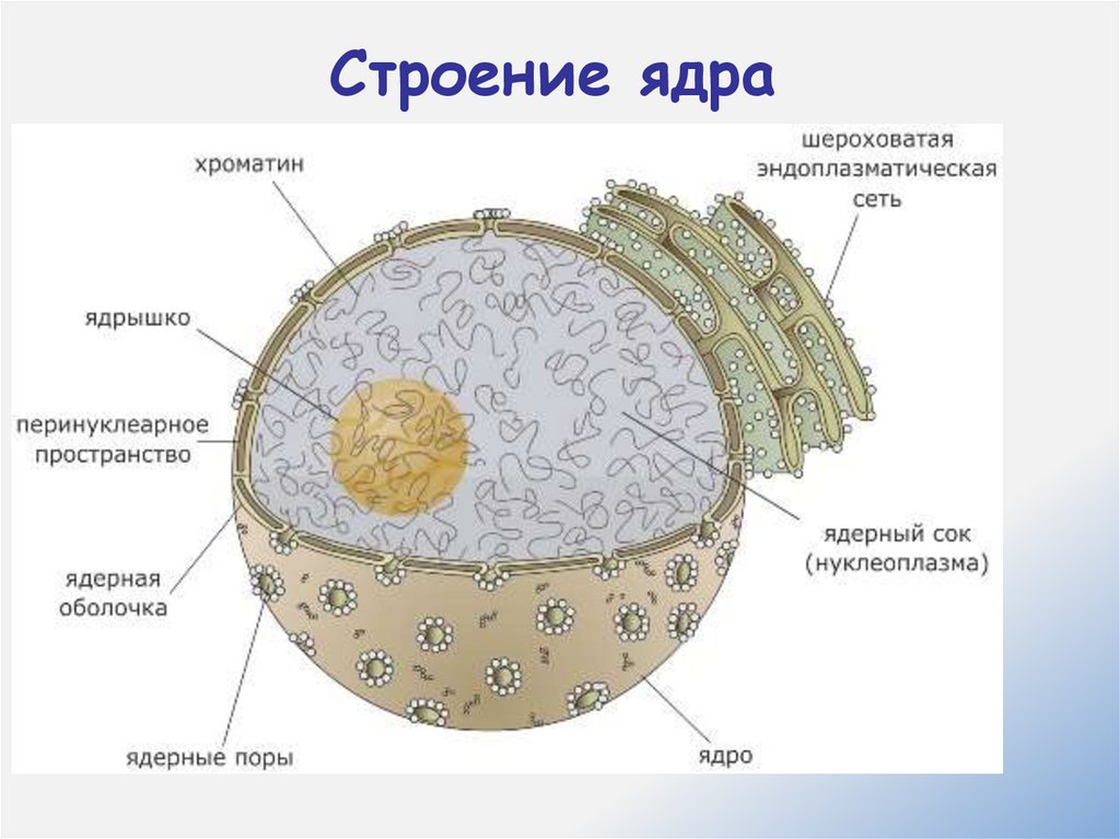 Строение ядра