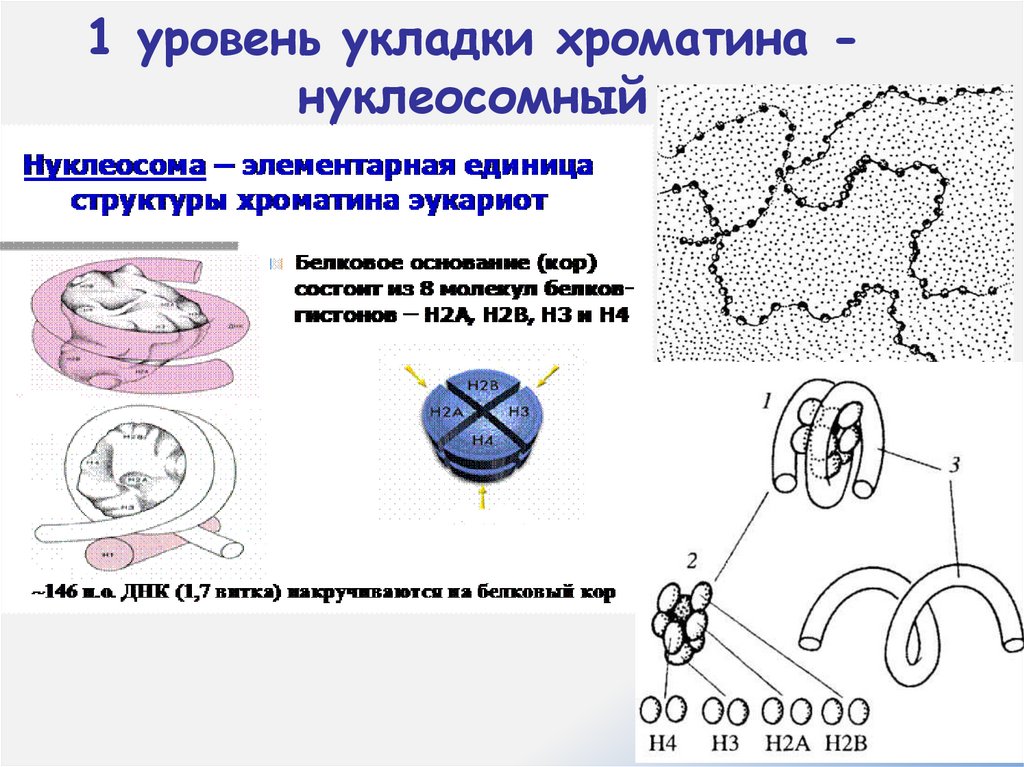 1 уровень укладки хроматина - нуклеосомный