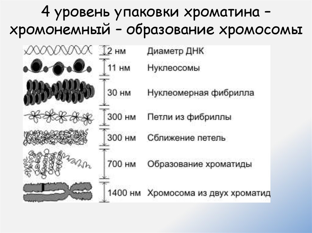 4 уровень упаковки хроматина – хромонемный – образование хромосомы