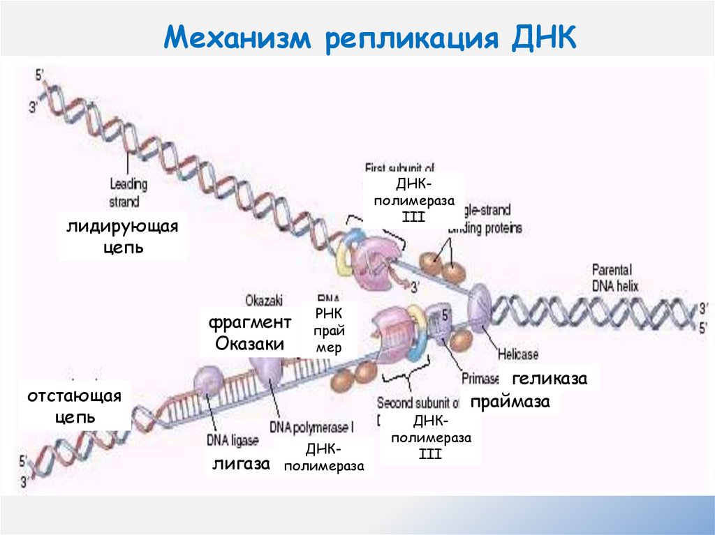 Механизм репликация ДНК