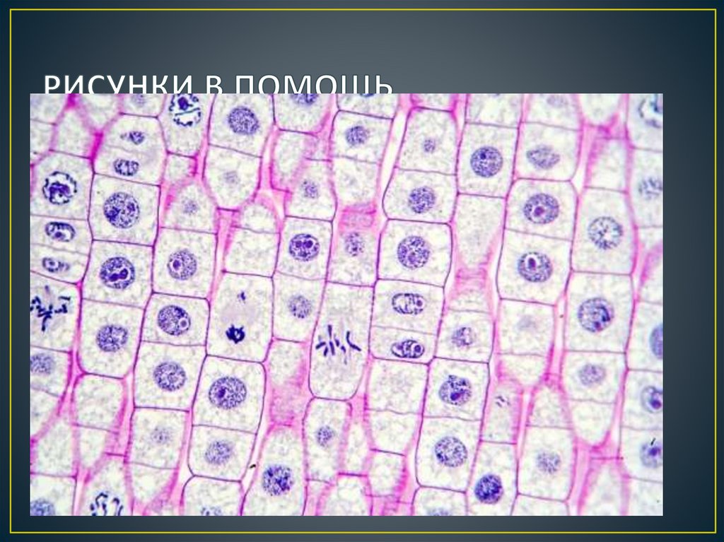 РИСУНКИ В ПОМОЩЬ