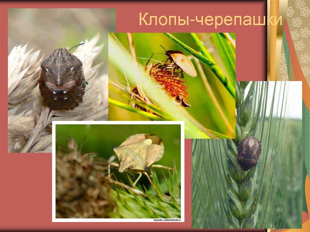 Клопы-черепашки