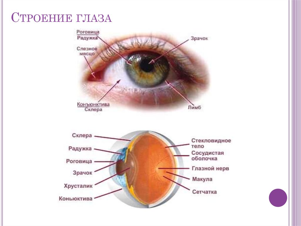 Строение глаза