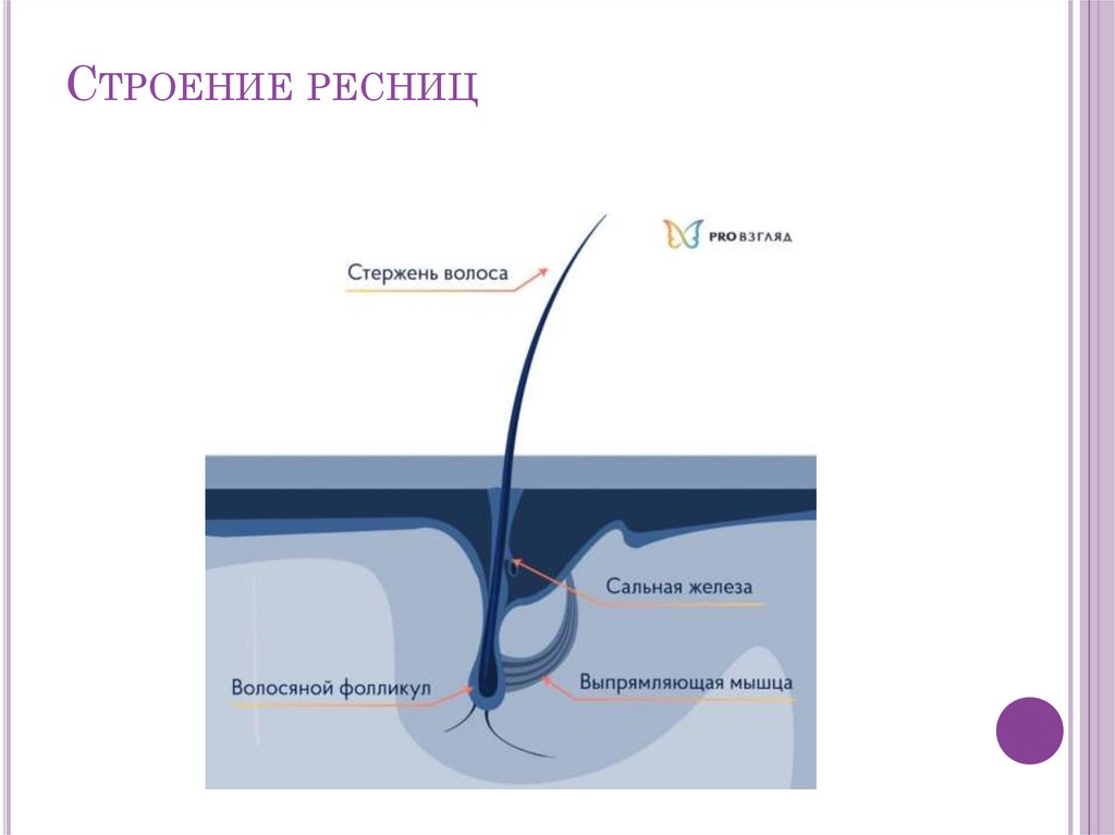 Строение ресниц