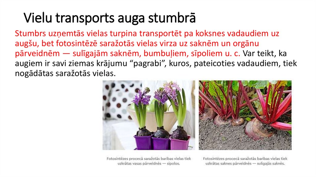 Vielu transports auga stumbrā