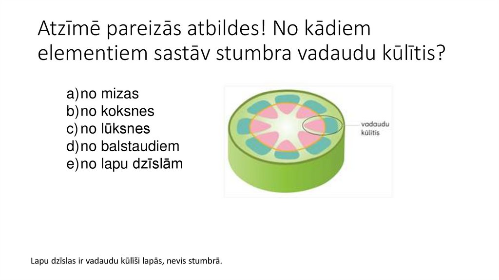 Atzīmē pareizās atbildes! No kādiem elementiem sastāv stumbra vadaudu kūlītis?