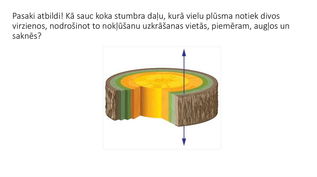 Pasaki atbildi! Kā sauc koka stumbra daļu, kurā vielu plūsma notiek divos virzienos, nodrošinot to nokļūšanu uzkrāšanas vietās,