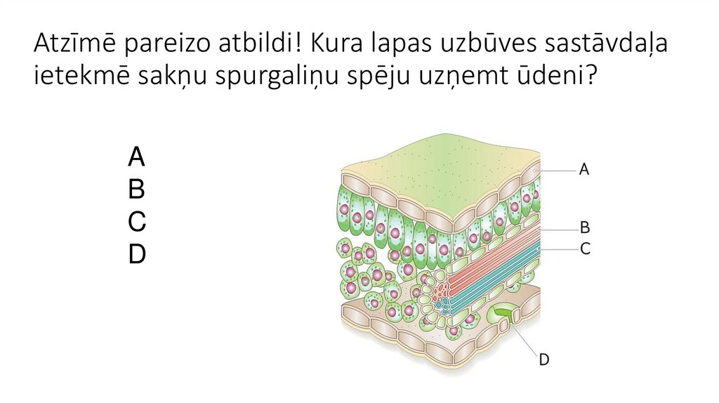 Atzīmē pareizo atbildi! Kura lapas uzbūves sastāvdaļa ietekmē sakņu spurgaliņu spēju uzņemt ūdeni?