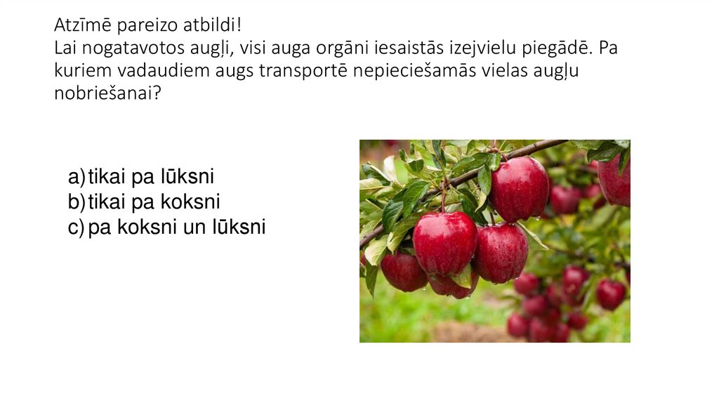 Atzīmē pareizo atbildi! Lai nogatavotos augļi, visi auga orgāni iesaistās izejvielu piegādē. Pa kuriem vadaudiem augs