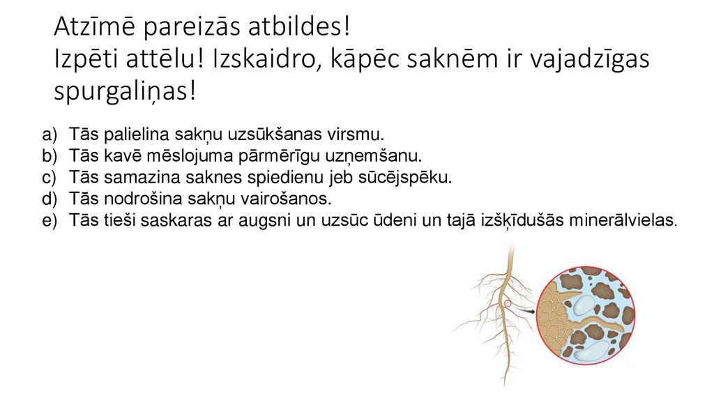 Atzīmē pareizās atbildes! Izpēti attēlu! Izskaidro, kāpēc saknēm ir vajadzīgas spurgaliņas!