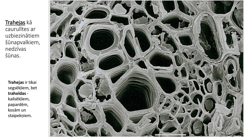 Trahejas kā caurulītes ar uzbiezinātiem šūnapvalkiem, nedzīvas šūnas.
