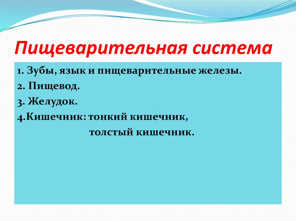 Пищеварительная система