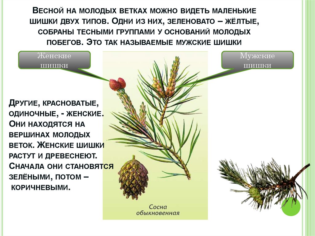 Весной на молодых ветках можно видеть маленькие шишки двух типов. Одни из них, зеленовато – жёлтые, собраны тесными группами у