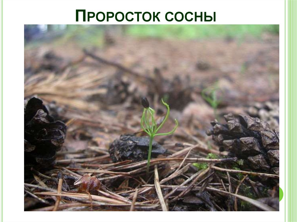 Проросток сосны