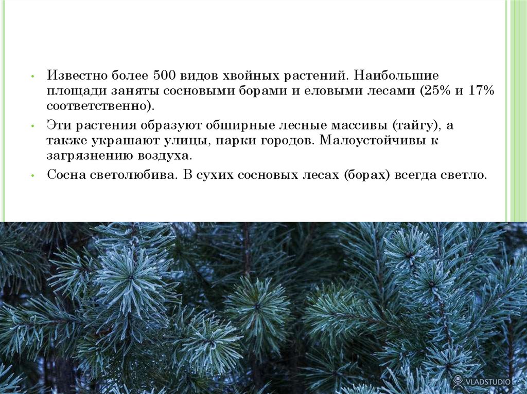 Распространение хвойных растений