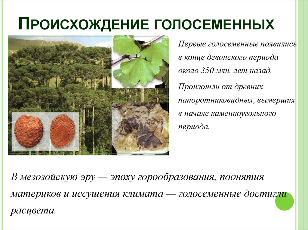 Происхождение голосеменных