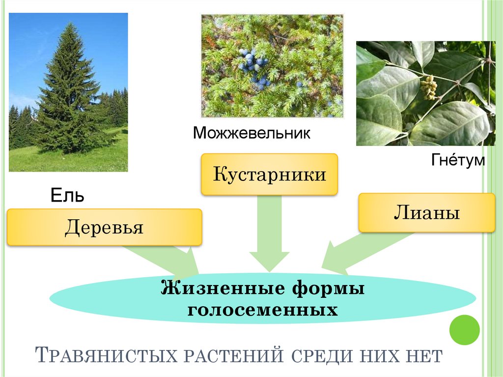 Травянистых растений среди них нет