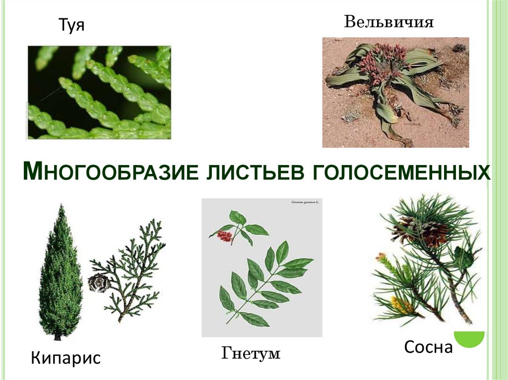Многообразие листьев голосеменных