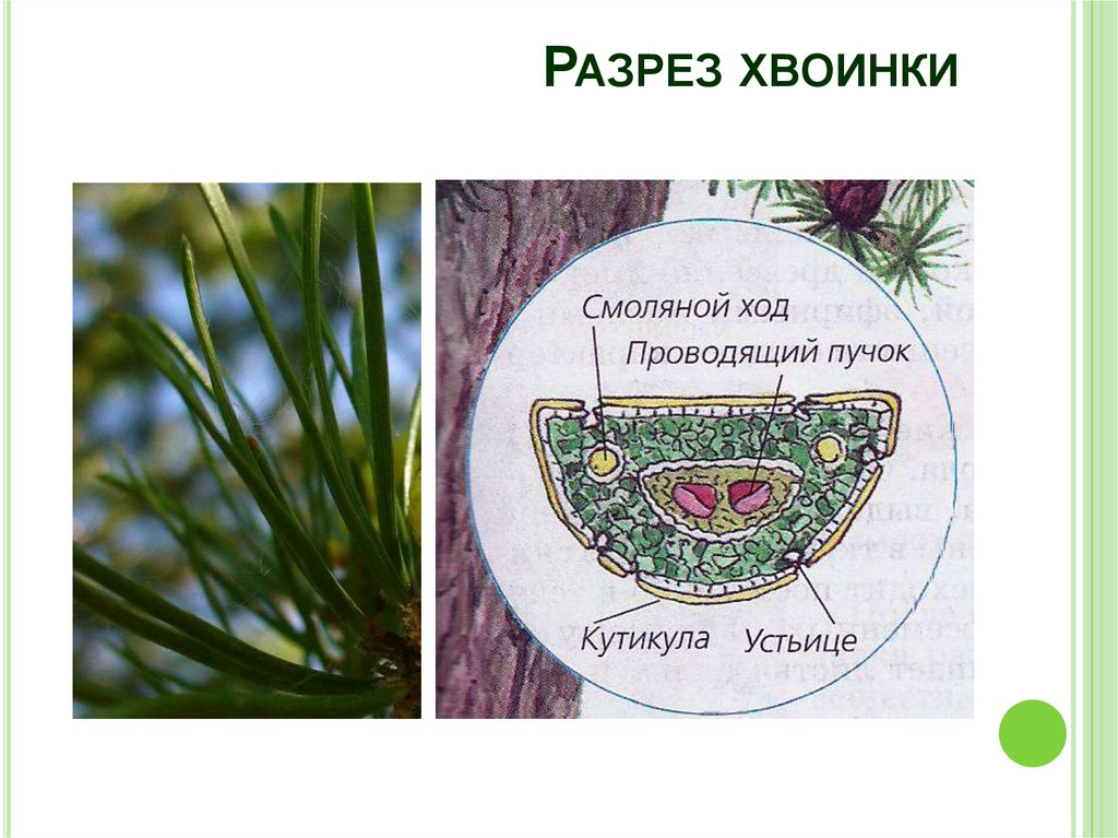 Разрез хвоинки