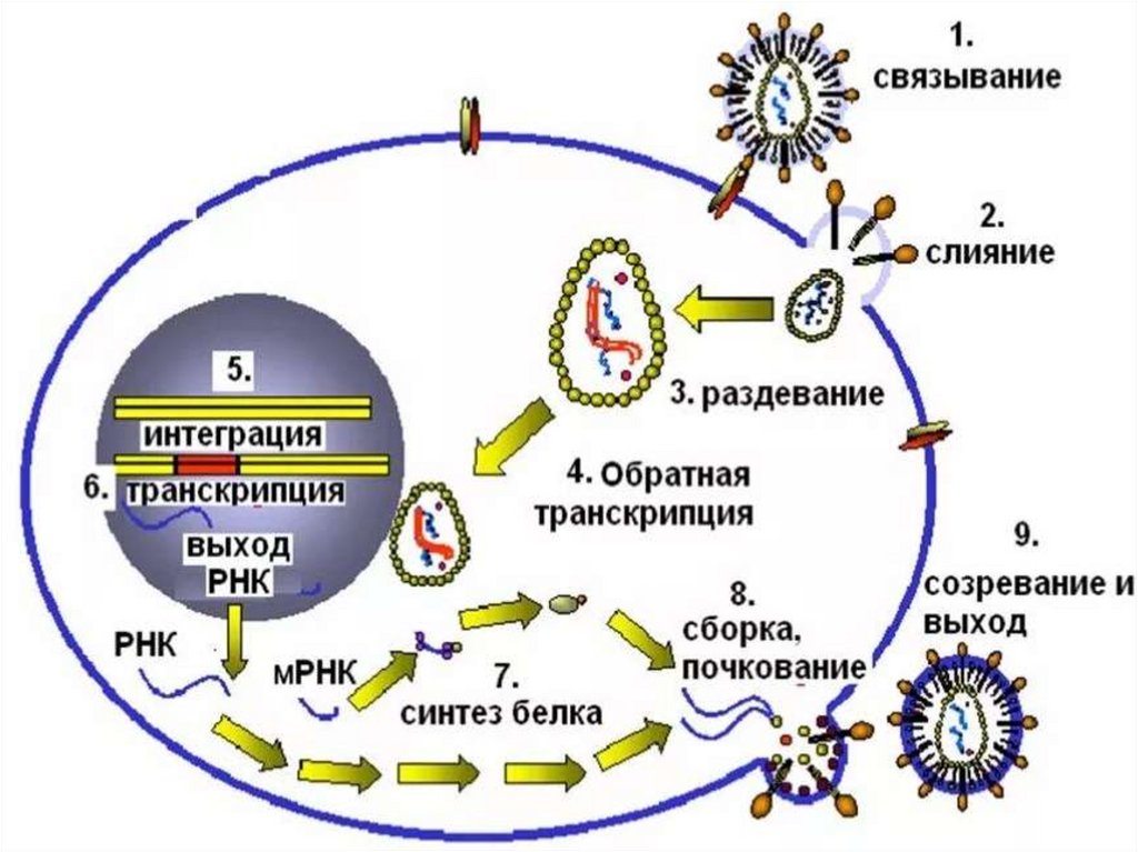 Жизненный цикл ВИЧ (1-2 суток)