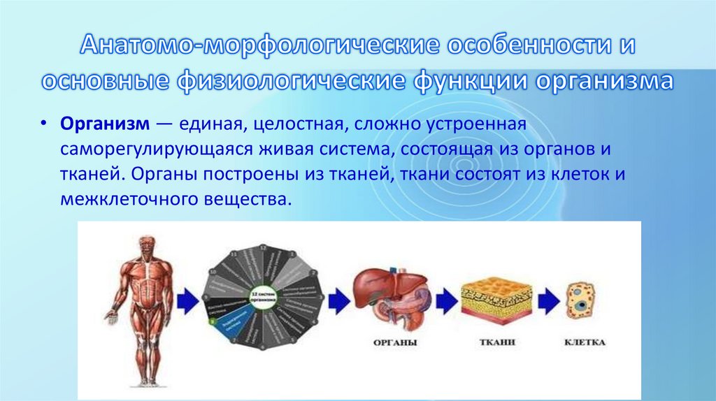 Анатомо-морфологические особенности и основные физиологические функции организма