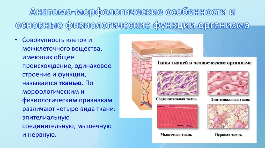 Анатомо-морфологические особенности и основные физиологические функции организма