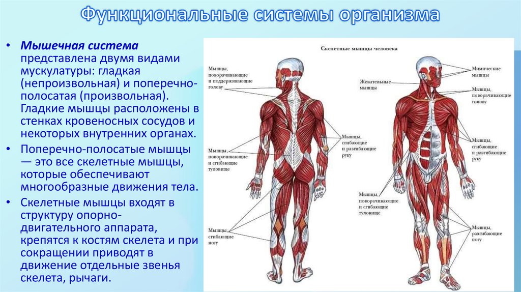 Функциональные системы организма