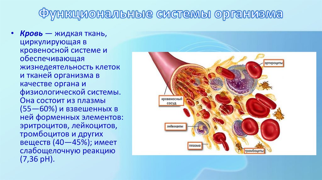 Функциональные системы организма