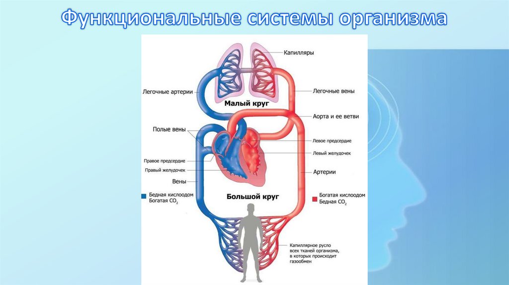 Функциональные системы организма