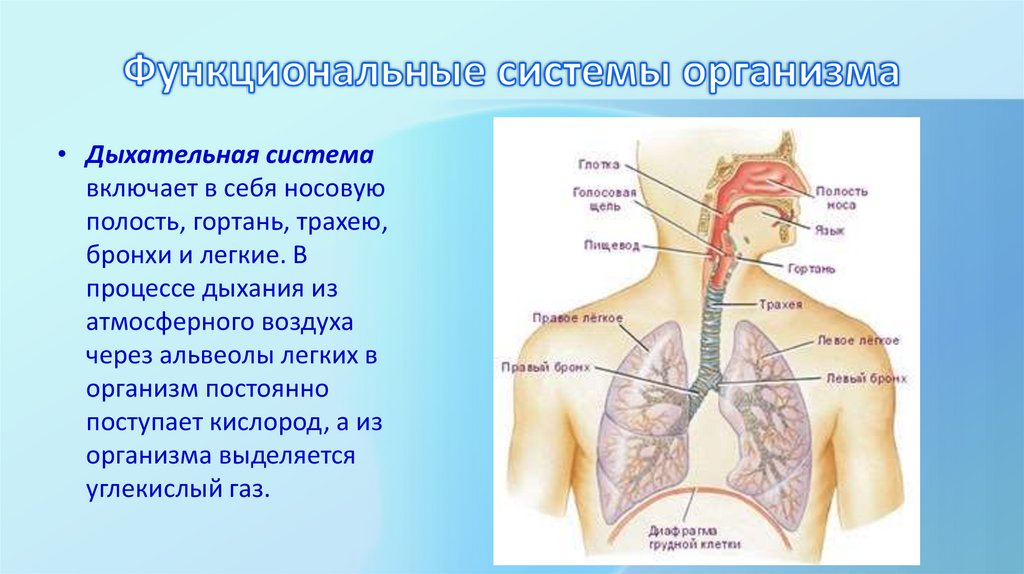Функциональные системы организма